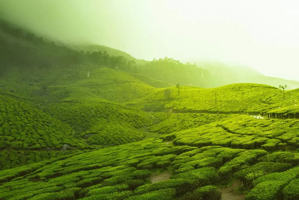 Munnar – Tea Gardens & Mountain Views
